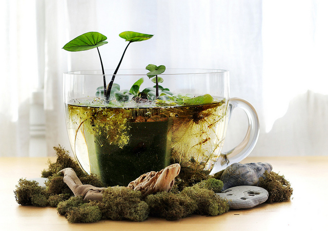 indoor tabletop water garden indoor tabletop water garden
