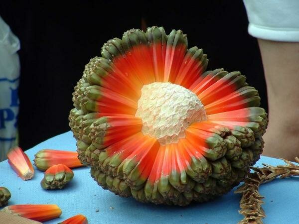 Pandanus tectorius Pandanus tectorius